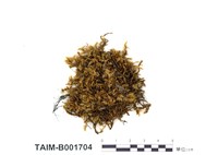 藏品(仰葉細濕苔)的圖片
